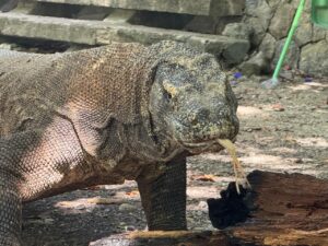 komodo tour