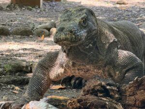 komodo tour